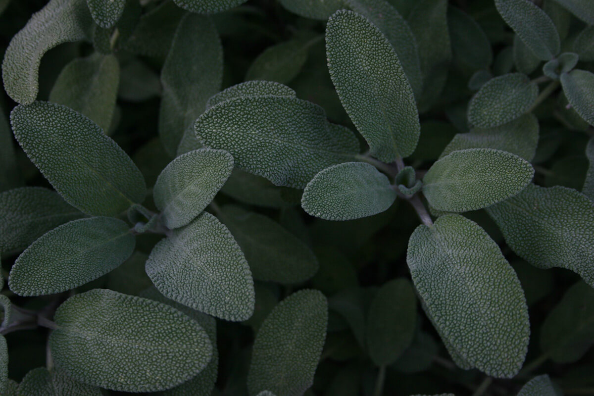 The Benefits of Sage According to Herbalists